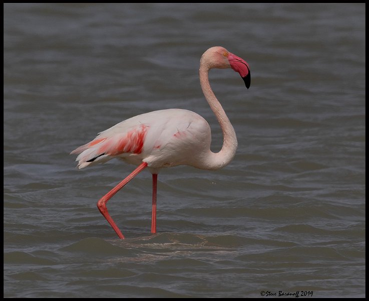 _9SB1494 greater flamingo.jpg